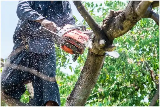 tree services Corvallis